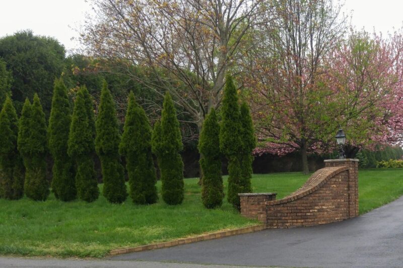 Deer Control Long Island: Essential Services Guide for Homeowners